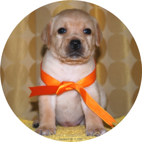 女の子(オレンジ母エメラルド)(A child of マナスル & ) 女の子(オレンジ母エメラルド)